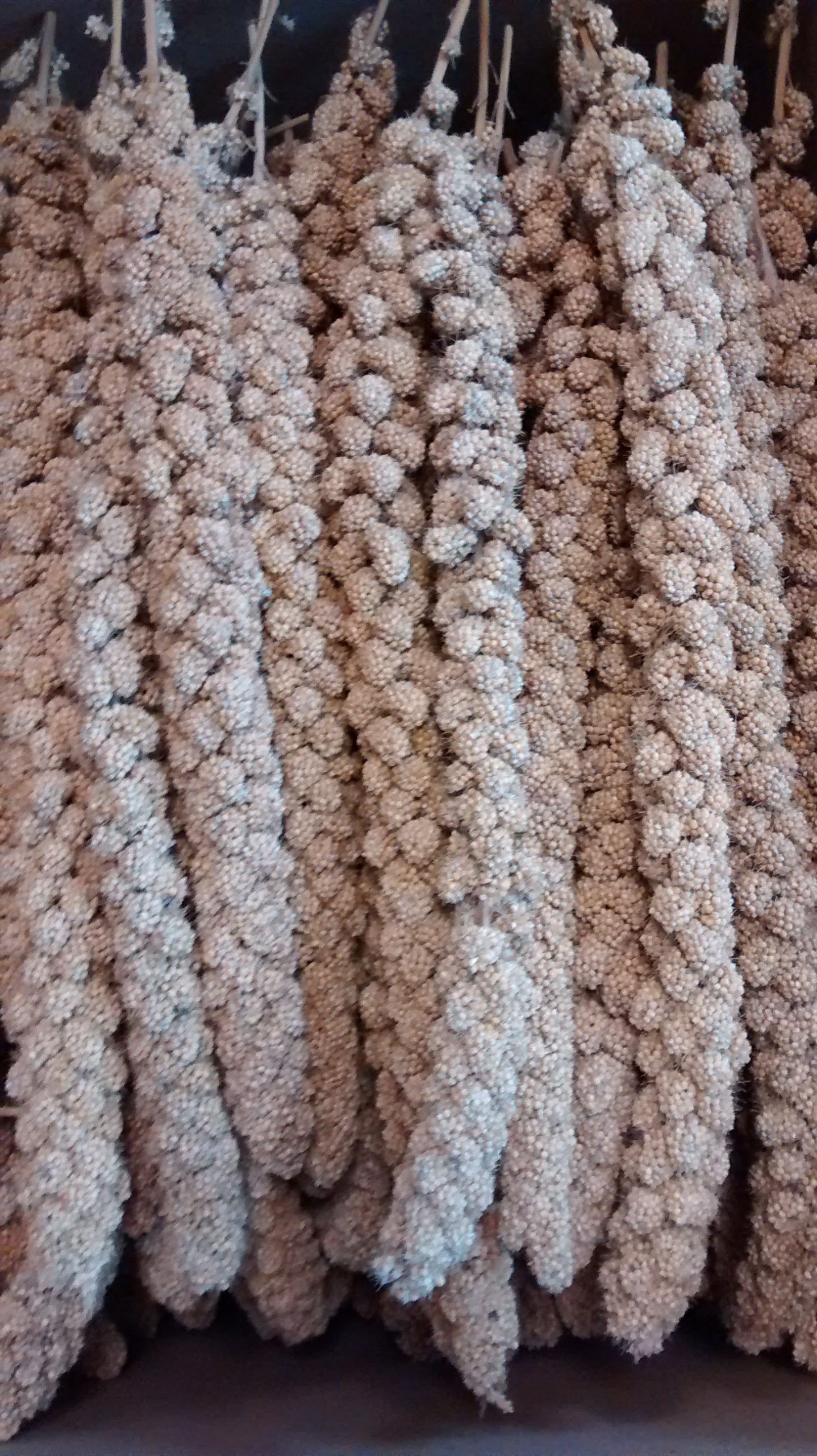 Sunseed Millet Spray 1 lbs or more (bulk) Bird is the Word